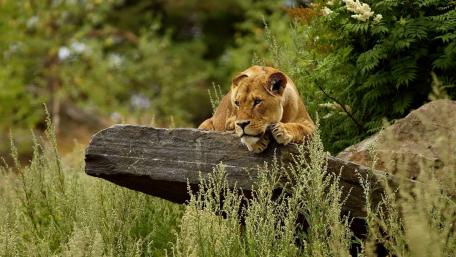 Majestic Lioness in Nature's Embrace wallpaper