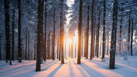 Snowy winter forest wallpaper