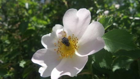 Delicate Wild Rose in Blooming Beauty wallpaper