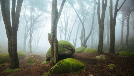 Mossy stones in a foggy forest wallpaper