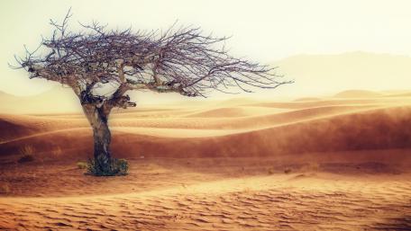 Lonely Tree in the Desert Landscape wallpaper