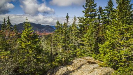 Serene Spruce Forest Landscape in 4K Quality wallpaper
