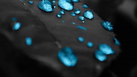 Monochrome Water Drops on Leaf wallpaper
