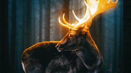 Magical deer wallpaper