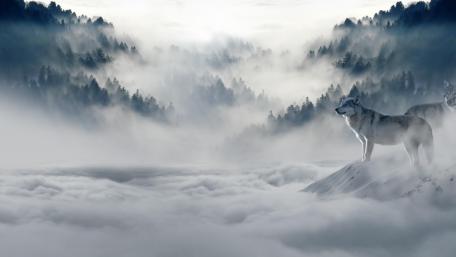 Misty Wilderness Wolf in 4K wallpaper