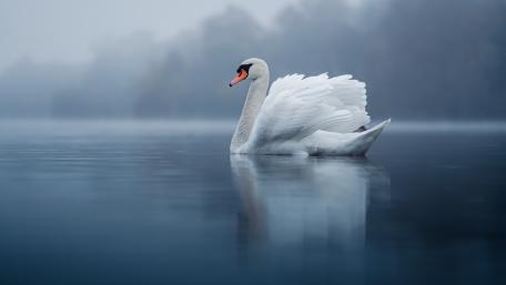 Mute Swan wallpaper