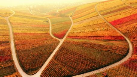 Vineyard wallpaper