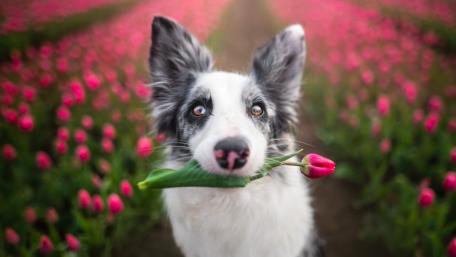 Border Collie with a pink tulip in his mouth wallpaper
