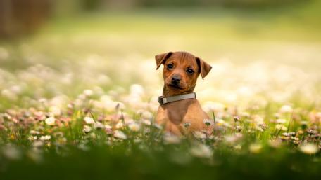 Miniature Pinscher wallpaper