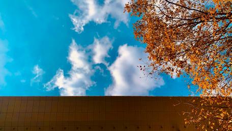 The gold of fall wallpaper
