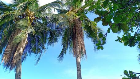 Coconut wallpaper
