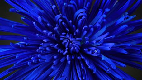 Vibrant Blue Flower Close Up Wallpaper wallpaper