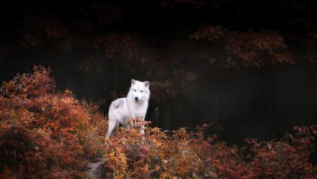 White Wolf wallpaper