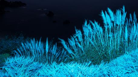 Blue grass wallpaper