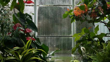 Rain from the greenhouse wallpaper