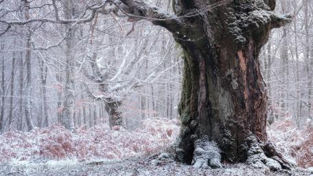 Majestic Winter Tree in Snowy Forest wallpaper