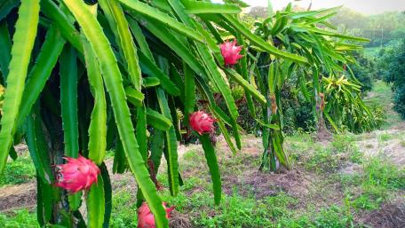 Dragon fruit wallpaper