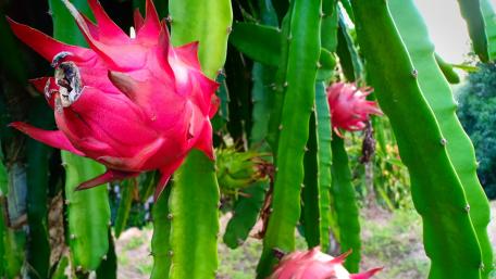 Dragon fruit wallpaper