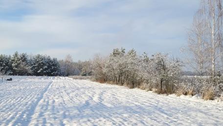 Winter Wonderland Landscape with Snowy Trees and Fields wallpaper
