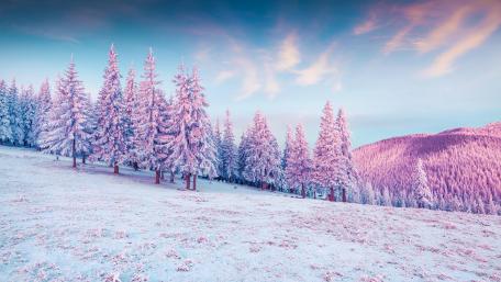Snow covered spruce trees wallpaper