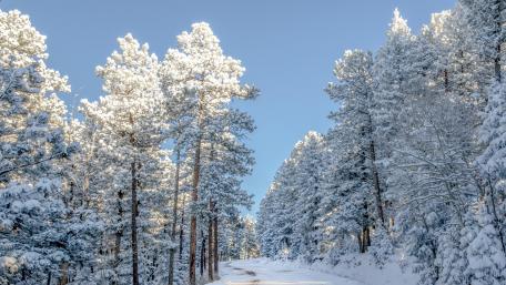 Winter Wonderland Snowy Forest Path Wallpaper wallpaper