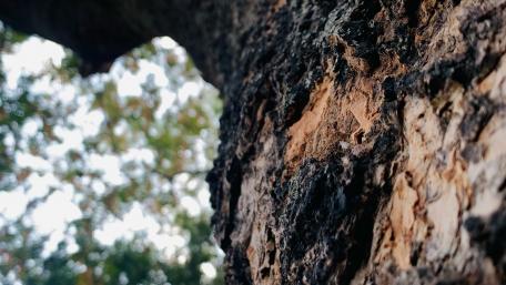 Focused tree wallpaper