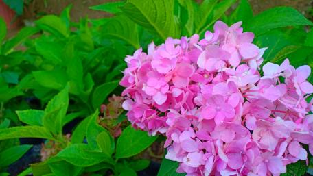 Pink is also the definition of love wallpaper