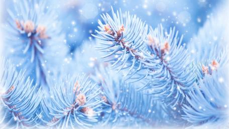 Winter Wonderland of Silver Pines wallpaper
