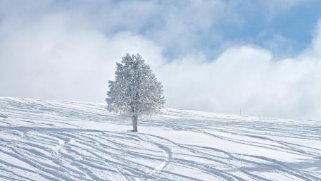 Silent Solitude in Winter Wonderland wallpaper