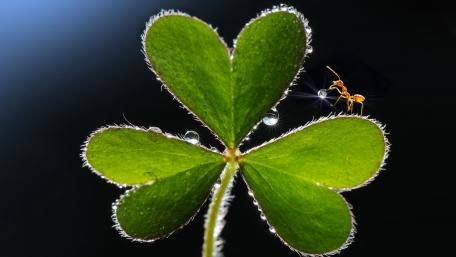 Ant on clover wallpaper