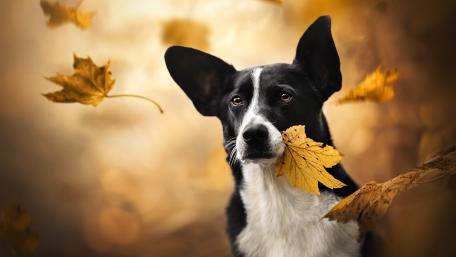 Black and white dog wallpaper