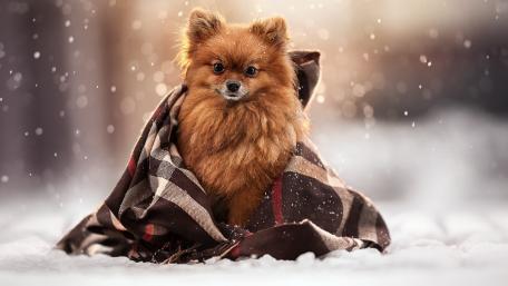 Pomeranian spitz in the snowfall wallpaper