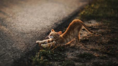 Charming Kitten Enjoying a Stretching Moment wallpaper