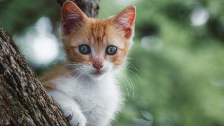 Catling's Enchanting Gaze on a Summer Day wallpaper