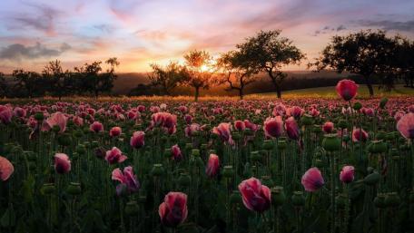 Morning in the poppy field wallpaper