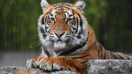 Majestic Tiger in Focus wallpaper