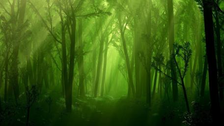 Enchanted dark forest wallpaper