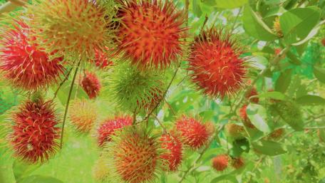 Rambutan wallpaper