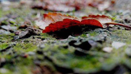 Autumn Leaf on the Ground in 4K Quality wallpaper