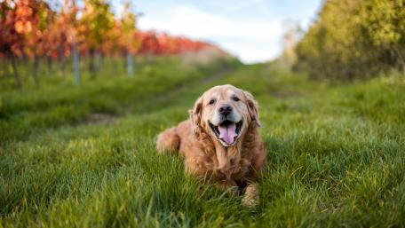Golden Retriever Bliss in Nature's Splendor wallpaper