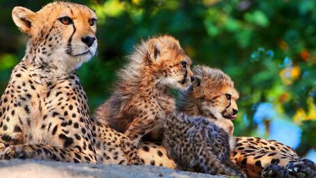 Cheetahs wallpaper