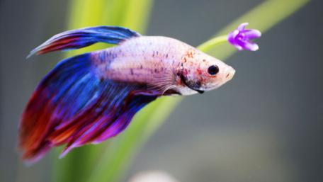 Betta fish wallpaper