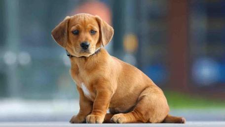 Adorable Puppy Sitting Calmly Outdoors wallpaper