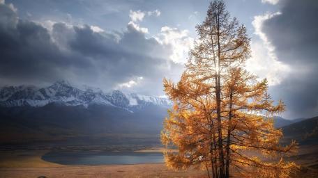 Golden Larch Against Mountain Shadows wallpaper