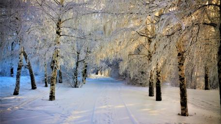 Snow covered trees wallpaper
