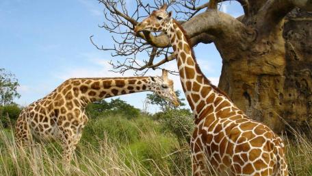 Gentle Giants of the Savannah wallpaper