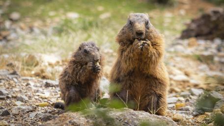 Adorable Marmots Enjoying a Snack wallpaper