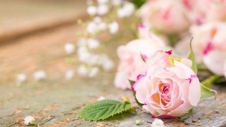 Romantic Pink Roses on Rustic Wood Background wallpaper