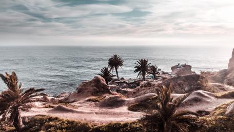 Serene Coastal View with Palm Trees and Horizon wallpaper