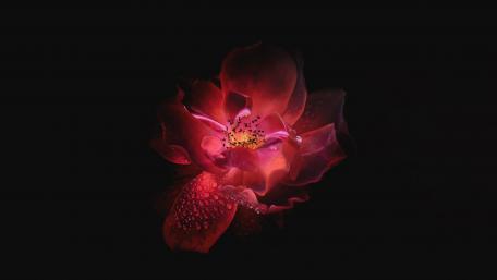 Elegant Red Rose on Dark Background for Your Screen wallpaper